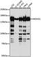 WD Repeat And HMG-Box DNA Binding Protein 1 antibody, A15396, ABclonal Technology, Western Blot image 