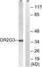 Olfactory Receptor Family 2 Subfamily G Member 3 antibody, LS-C120843, Lifespan Biosciences, Western Blot image 