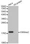 Histone Cluster 3 H3 antibody, STJ23985, St John