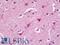 60S ribosomal protein L27 antibody, LS-C211162, Lifespan Biosciences, Immunohistochemistry frozen image 