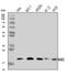 Retina And Anterior Neural Fold Homeobox 2 antibody, A10782-1, Boster Biological Technology, Western Blot image 