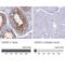 Cytokine Induced Apoptosis Inhibitor 1 antibody, NBP1-89097, Novus Biologicals, Immunohistochemistry paraffin image 