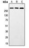 Matrix-remodeling-associated protein 5 antibody, orb215110, Biorbyt, Western Blot image 