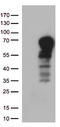 Docking Protein 3 antibody, CF813139, Origene, Western Blot image 