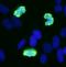 Histone H3 antibody, A301-844A, Bethyl Labs, Immunofluorescence image 