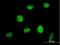 Ring Finger Protein 144A antibody, H00009781-B02P, Novus Biologicals, Immunofluorescence image 