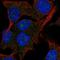 PAK1 Interacting Protein 1 antibody, HPA030111, Atlas Antibodies, Immunocytochemistry image 