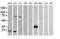 T-cell surface glycoprotein CD1c antibody, LS-C174307, Lifespan Biosciences, Western Blot image 