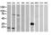 CD1c Molecule antibody, LS-C174307, Lifespan Biosciences, Western Blot image 