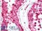 Chaperonin Containing TCP1 Subunit 5 antibody, LS-B10790, Lifespan Biosciences, Immunohistochemistry frozen image 