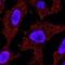 Tumor Protein P73 antibody, GTX46123, GeneTex, Immunofluorescence image 