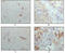 Crystallin Alpha B antibody, STJ97971, St John