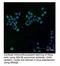 Glycogen Synthase Kinase 3 Beta antibody, LS-B3691, Lifespan Biosciences, Immunofluorescence image 