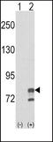 Guanine Monophosphate Synthase antibody, LS-C166540, Lifespan Biosciences, Western Blot image 