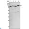 B-Raf Proto-Oncogene, Serine/Threonine Kinase antibody, LS-C812755, Lifespan Biosciences, Western Blot image 