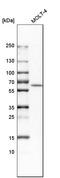Adenosine Deaminase 2 antibody, HPA007888, Atlas Antibodies, Western Blot image 