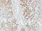 AHSA1 antibody, PA5-27674, Invitrogen Antibodies, Immunohistochemistry paraffin image 