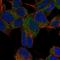 Transmembrane protein 35 antibody, NBP2-31877, Novus Biologicals, Immunocytochemistry image 
