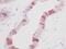 Epidermal Growth Factor antibody, ab9695, Abcam, Immunohistochemistry paraffin image 
