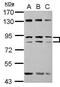 Zinc Finger Protein Y-Linked antibody, PA5-31965, Invitrogen Antibodies, Western Blot image 
