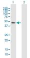 WD Repeat Domain 19 antibody, H00057728-B01P, Novus Biologicals, Western Blot image 