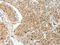 Protein Kinase C Alpha antibody, CSB-PA898666, Cusabio, Immunohistochemistry frozen image 