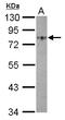 Golgi Membrane Protein 1 antibody, LS-C185897, Lifespan Biosciences, Western Blot image 