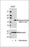 Microtubule Associated Protein 1 Light Chain 3 Alpha antibody, MBS9202198, MyBioSource, Western Blot image 