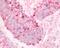 G Protein-Coupled Receptor 182 antibody, 48-266, ProSci, Immunohistochemistry frozen image 