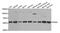 Protein Disulfide Isomerase Family A Member 3 antibody, MBS126924, MyBioSource, Western Blot image 
