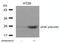 Eukaryotic Translation Initiation Factor 4E antibody, 79-211, ProSci, Western Blot image 