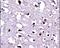 Eukaryotic Translation Elongation Factor 1 Alpha 1 antibody, PA5-13541, Invitrogen Antibodies, Immunohistochemistry frozen image 