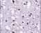 Eukaryotic Translation Elongation Factor 1 Alpha 1 antibody, PA5-13541, Invitrogen Antibodies, Immunohistochemistry frozen image 