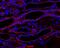 Cadherin 1 antibody, NBP2-19051, Novus Biologicals, Immunohistochemistry paraffin image 