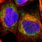 Translocase Of Outer Mitochondrial Membrane 6 antibody, HPA004801, Atlas Antibodies, Immunofluorescence image 