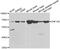 Zinc Finger Protein 195 antibody, abx006457, Abbexa, Western Blot image 