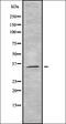 Olfactory Receptor Family 5 Subfamily M Member 3 antibody, orb337497, Biorbyt, Western Blot image 