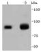 Enhancer Of Zeste 2 Polycomb Repressive Complex 2 Subunit antibody, A00050-2, Boster Biological Technology, Western Blot image 