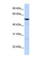 Receptor Accessory Protein 4 antibody, NBP1-69521, Novus Biologicals, Western Blot image 