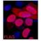 FLAG antibody, LS-C387290, Lifespan Biosciences, Immunofluorescence image 
