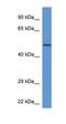 Acid Phosphatase 2, Lysosomal antibody, orb330401, Biorbyt, Western Blot image 