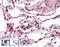 Serine And Arginine Rich Splicing Factor 9 antibody, LS-B11480, Lifespan Biosciences, Immunohistochemistry paraffin image 