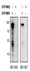 MAPK Activated Protein Kinase 5 antibody, orb107652, Biorbyt, Western Blot image 