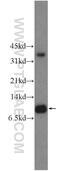 LSM8 Homolog, U6 Small Nuclear RNA Associated antibody, 10134-1-AP, Proteintech Group, Western Blot image 