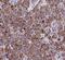 Cytochrome P450 Family 2 Subfamily A Member 6 antibody, FNab02155, FineTest, Immunohistochemistry frozen image 