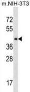 Septin-6 antibody, abx030486, Abbexa, Western Blot image 