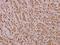 Interferon Regulatory Factor 2 antibody, A02935, Boster Biological Technology, Immunohistochemistry frozen image 