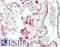 Carbonic Anhydrase 4 antibody, LS-B10853, Lifespan Biosciences, Immunohistochemistry paraffin image 