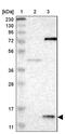 Prefoldin Subunit 1 antibody, PA5-52304, Invitrogen Antibodies, Western Blot image 
