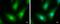 Interleukin 1 Receptor Associated Kinase 4 antibody, PA5-29700, Invitrogen Antibodies, Immunofluorescence image 